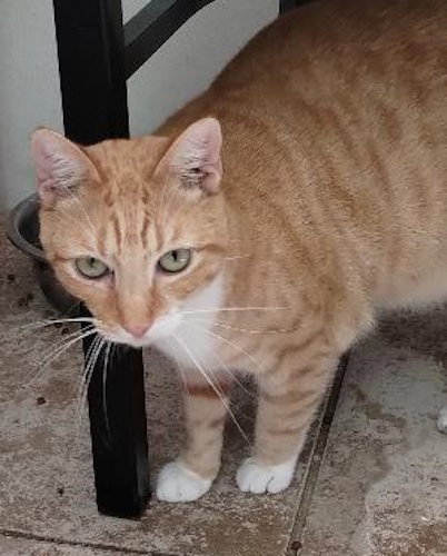 Burnie - Petsmart Plantation