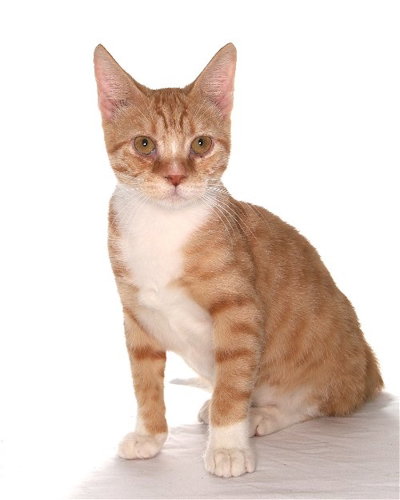 BURNIE - CENTER - American Shorthair available for adoption