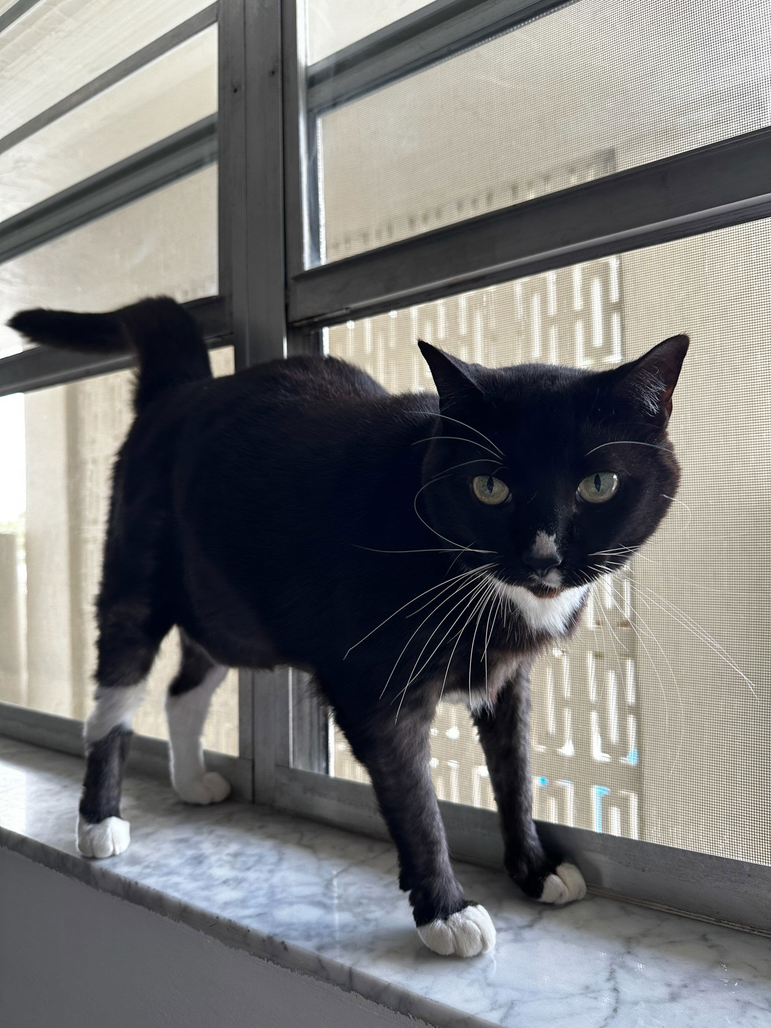 adoptable Cat in Fort Lauderdale, FL named Cassina