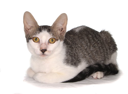 KRIS - American Shorthair available for adoption