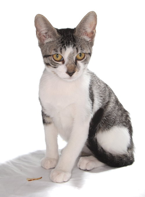 KARMA - American Shorthair available for adoption