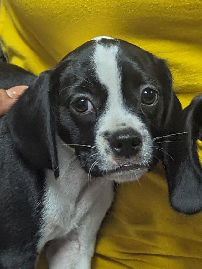 Dog for Adoption - Jeri, a Cavalier King Charles Spaniel in Golden ...