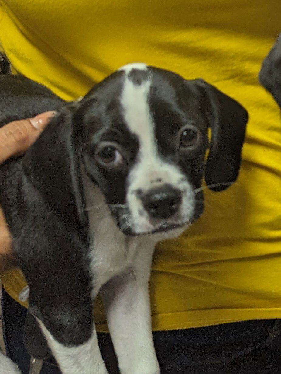 Dog for Adoption - Jeri, a Cavalier King Charles Spaniel in Tamarac, FL ...