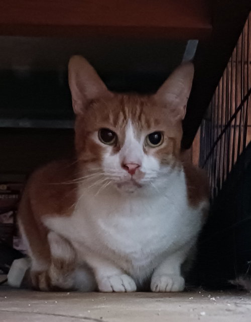 URGENT ANGEL, GOOBER AND SPARKY - American Shorthair available for adoption