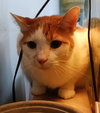 URGENT Angel, Goober and Sparky - Photo 3