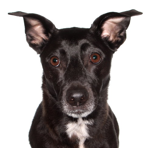 LOLA - Manchester Terrier available for adoption