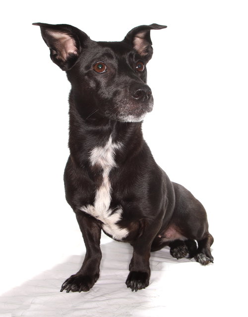 LOLA - Manchester Terrier available for adoption