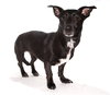 Lola - Photo 3