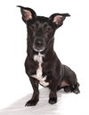 Lola - Photo 4