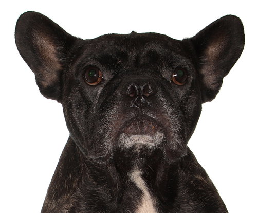 STITCH - French Bulldog available for adoption