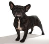 Stitch - Photo 2
