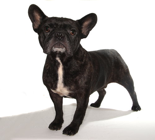 STITCH - French Bulldog available for adoption