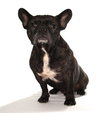 Stitch - Photo 3