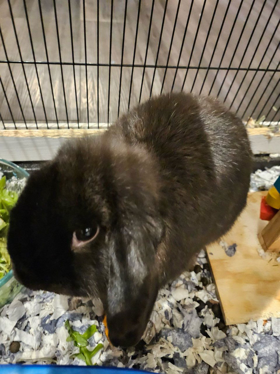 adoptable Rabbit in Fort Lauderdale, FL named Twilight Sparkles