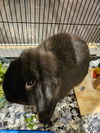 adoptable Rabbit in  named Twilight Sparkles