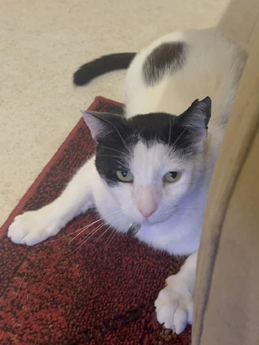 picture of the cat needing adoption