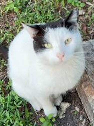 CALEB - COURTESY LISTING - Domestic Short Hair available for adoption