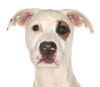 adoptable Dog in Fort Lauderdale, FL named Cina