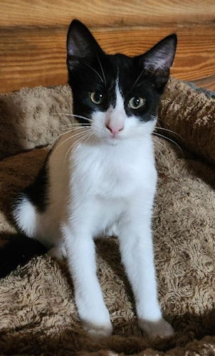 adoptable Cat in Fort Lauderdale, FL named Angelo - Petsmart Plantation Foster Home