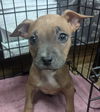 adoptable Dog in Fort Lauderdale, FL named Miracle