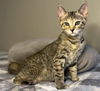 adoptable Cat in Fort Lauderdale, FL named Elza - Center Foster Home