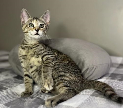 ELZA - CENTER FOSTER HOME - Domestic Short Hair available for adoption