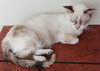 Snowball - Photo 3