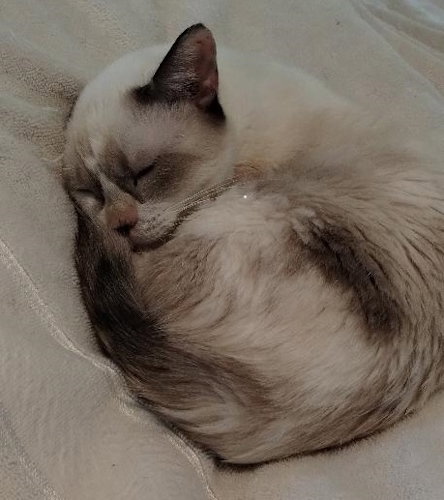 Snowball Image
