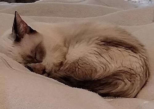 SNOWBALL - Munchkin available for adoption