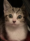 Miss priss - Photo 1