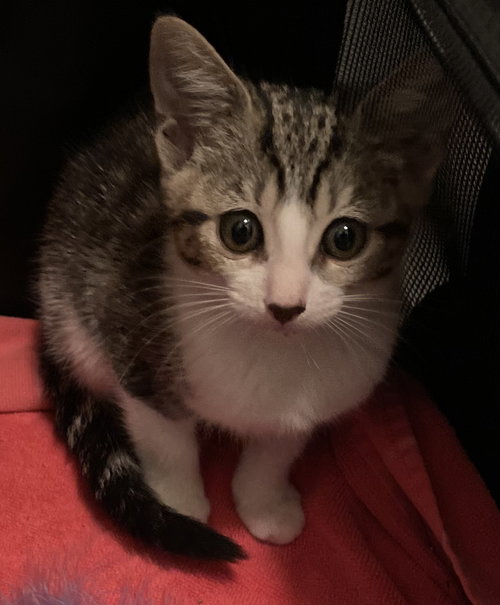 MISS PRISS - Domestic Short Hair available for adoption