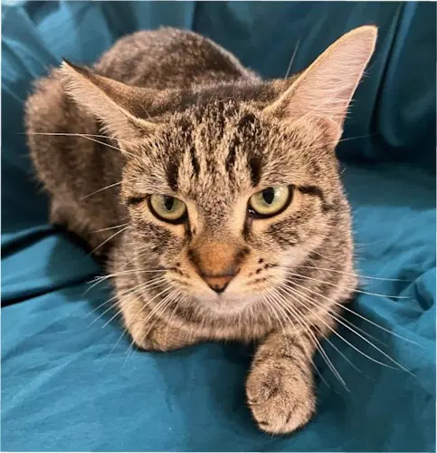 Baby - Petsmart Plantation Foster Home - Domestic Short Hair