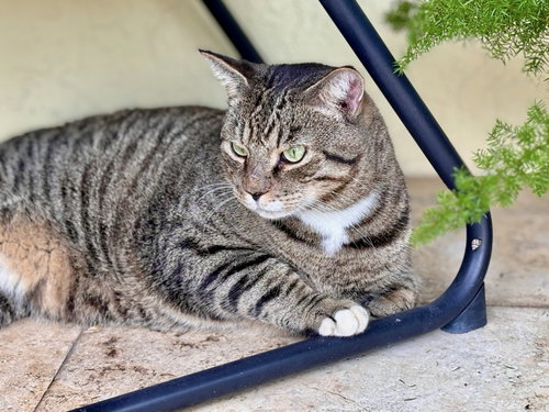 MISTER - Domestic Short Hair available for adoption
