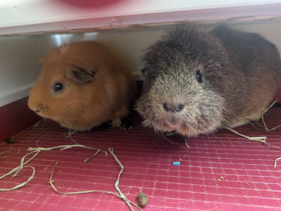 adoptable Guinea Pig in Fort Lauderdale, FL named Alvin and Theodore