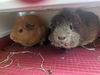 adoptable Guinea Pig in  named Alvin and Theodore