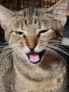 Anastatia - Petsmart Plantation Foster Home - Photo 2