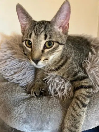 Mimi - Petsmart Plantation Foster Home - Domestic Short Hair