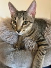 Mimi - Petsmart Plantation Foster Home - Photo 1