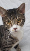 adoptable Cat in  named Joey