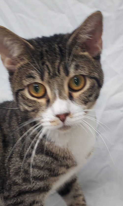 picture of the cat needing adoption