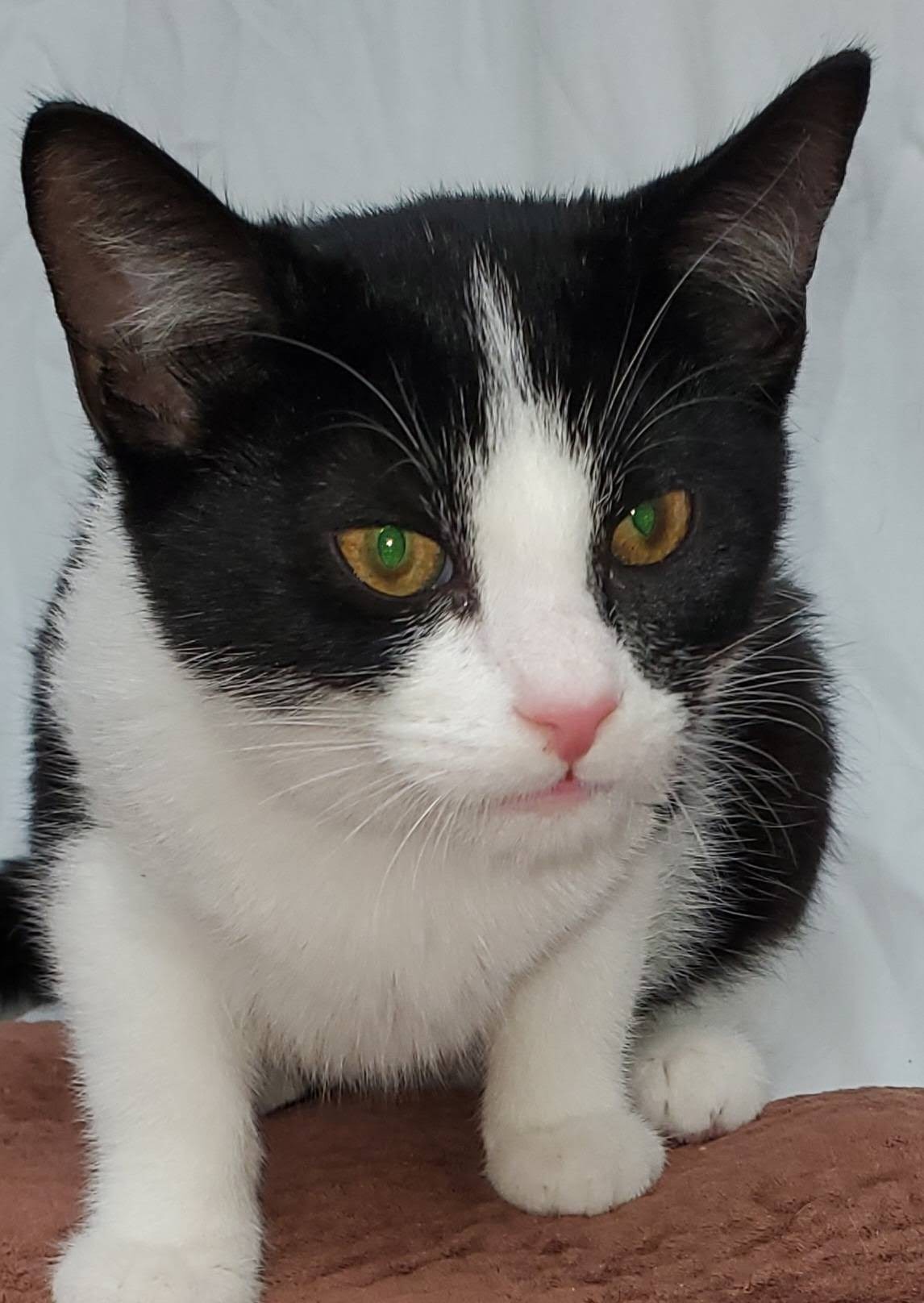 adoptable Cat in Fort Lauderdale, FL named Jessie