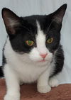 adoptable Cat in  named Jessie
