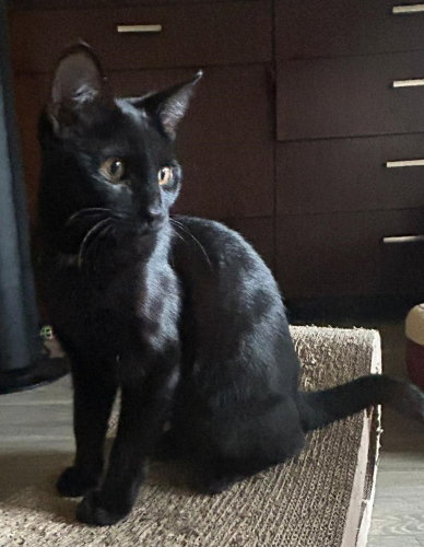 picture of the cat needing adoption