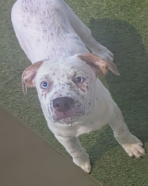 picture of the dog needing adoption