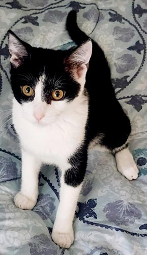 picture of the cat needing adoption