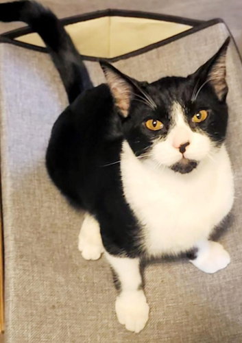 Blackbeard - Petsmart Plantation Foster Home Image