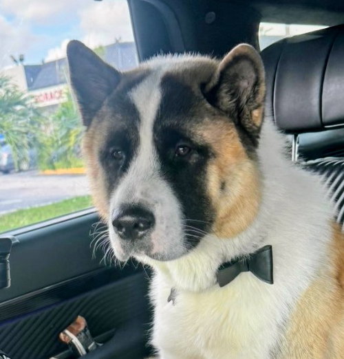BROLY - Akita available for adoption