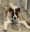 Broly - Photo 2