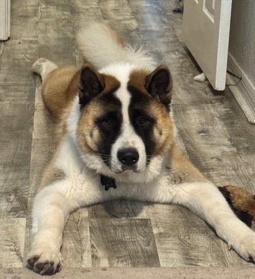 BROLY - Akita available for adoption