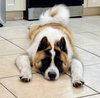 Broly - Photo 4